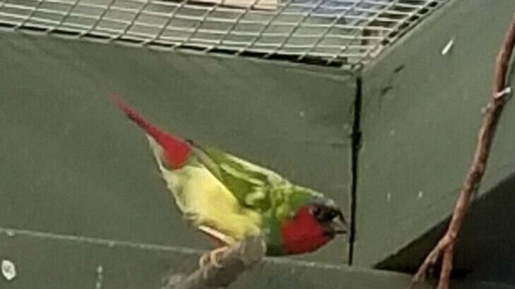 parrot finch pair