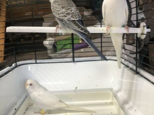 4 Young Budgies