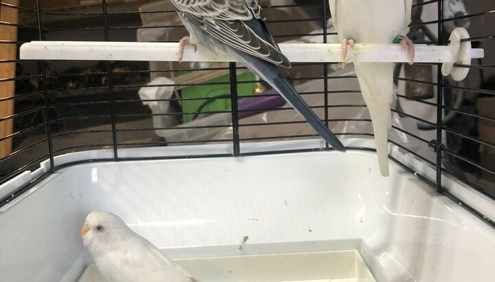 4 Young Budgies