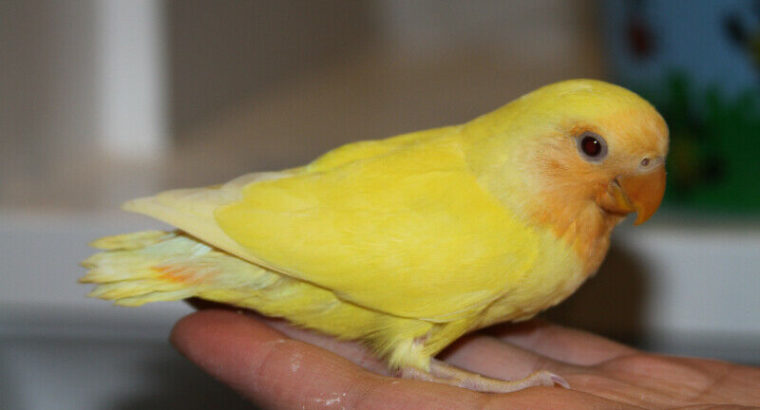 Hand-fed Orange-faced Lutino baby lovebird wants a new home!