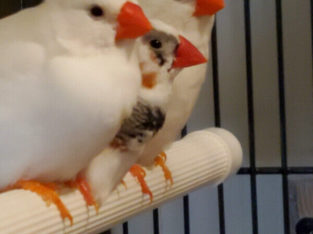 Zebra Pied Finches for sale only 2 left!