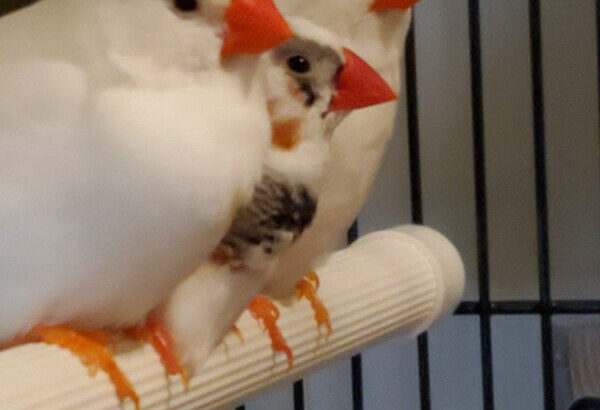 Zebra Pied Finches for sale only 2 left!