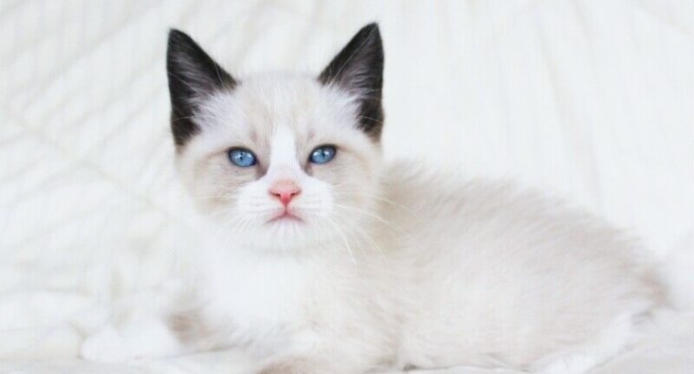 RAGDOLL SIAMESE MALE KITTENS FOR ADOPTION