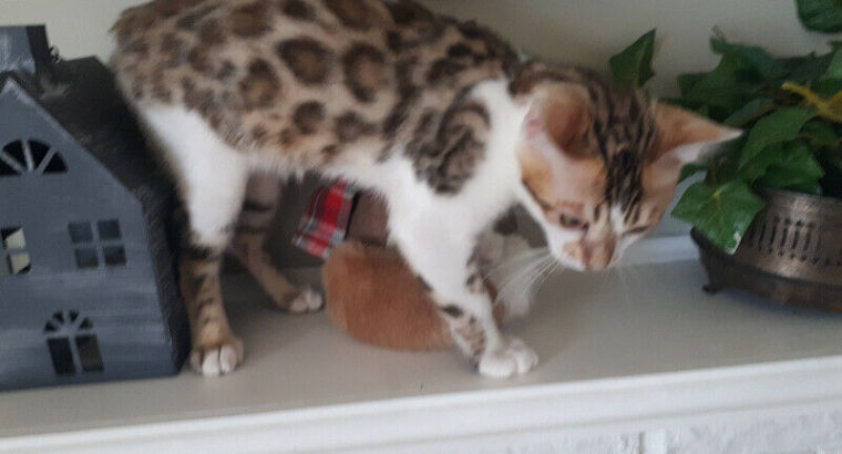 Bengal Snow Patch kittens