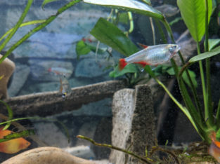 For sale / Rehoming 11 Bloodfin Tetras