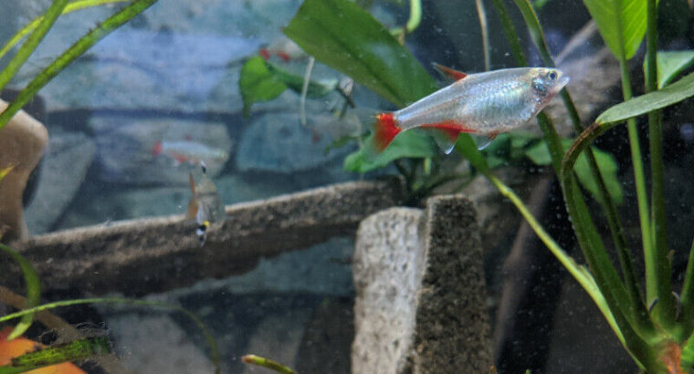For sale / Rehoming 11 Bloodfin Tetras