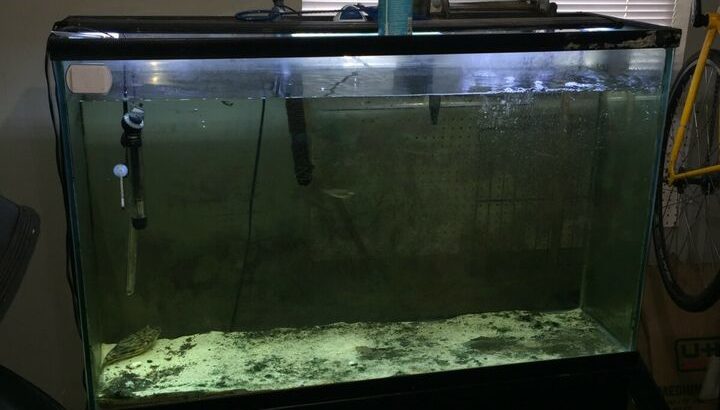 100gal fish tank with fahaka puffer