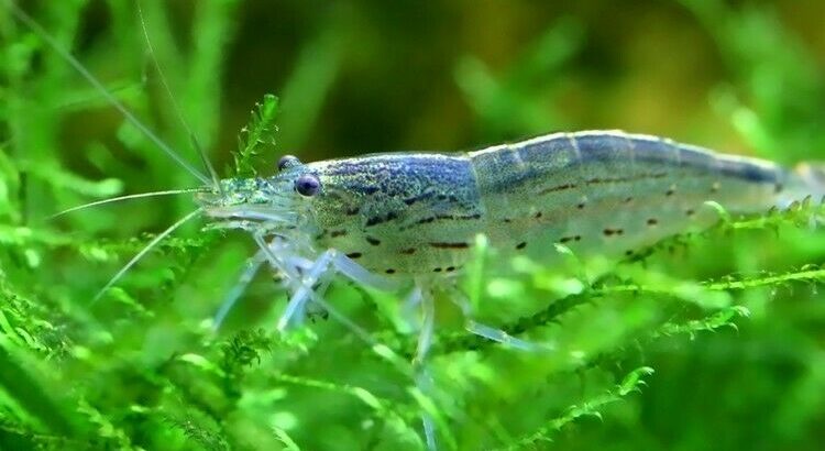 Wanted: Wanted: amano shrimp for my fish tank