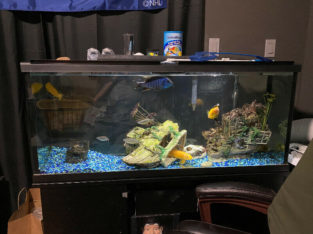 55 Gallon fish tank and stand