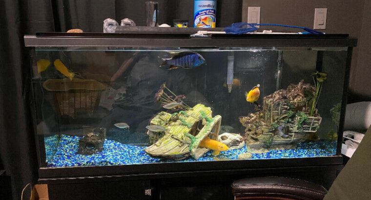 55 Gallon fish tank and stand