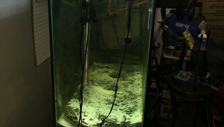 100gal fish tank with fahaka puffer