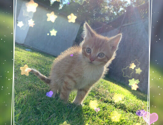 8 weeks cute kittens for rehoming