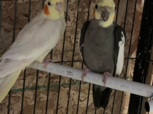 Cockatiel male and female paer on sale
