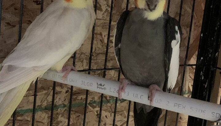 Cockatiel male and female paer on sale