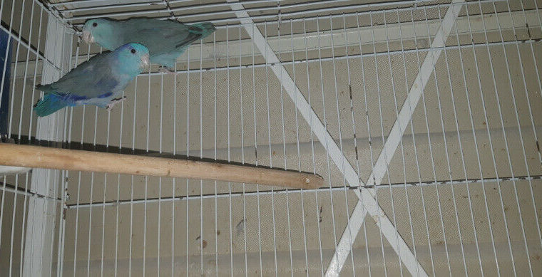 Parrotlet breeding pair