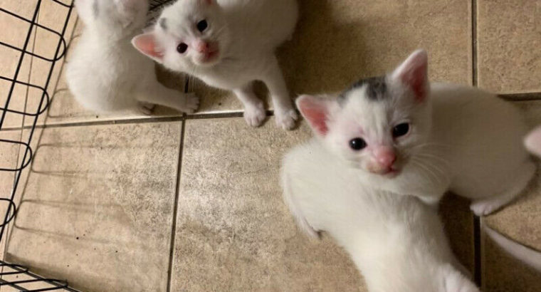 White kitten with black markings