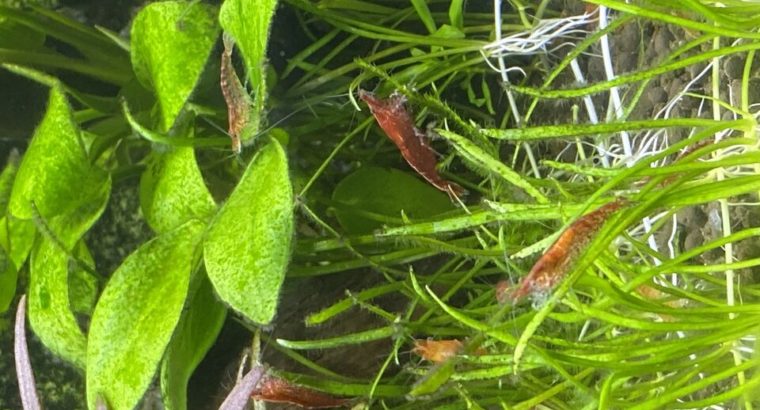 Cherry and Yellow Shrimp