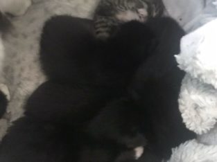 Beautiful Kittens – Tortishell – Tuxedo
