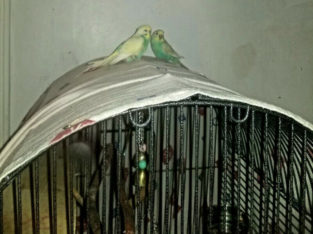 Tame bonded Pair Conures/Pair LoveBirds/pair Budgies/pair Canary