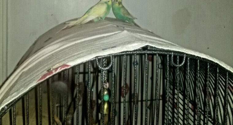 Tame bonded Pair Conures/Pair LoveBirds/pair Budgies/pair Canary