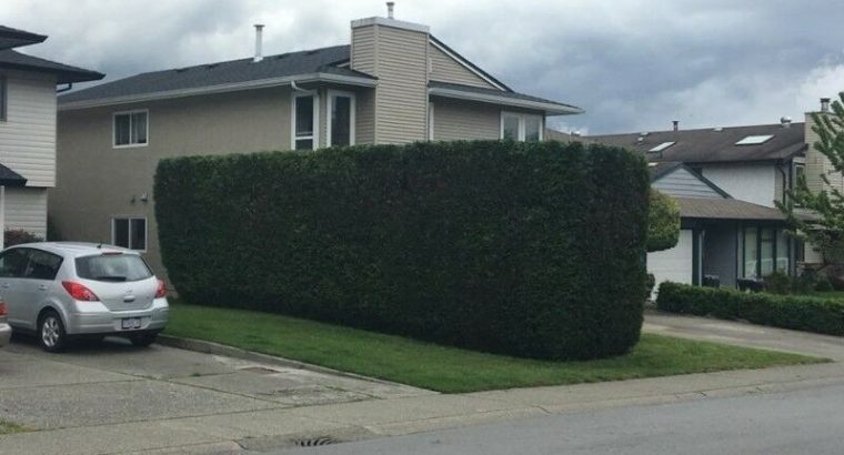 Hedge and Shrub Trimming Services