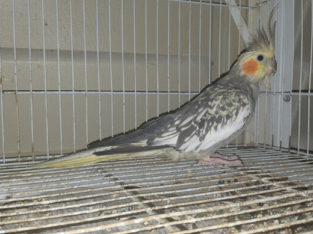 Cockatiel pair