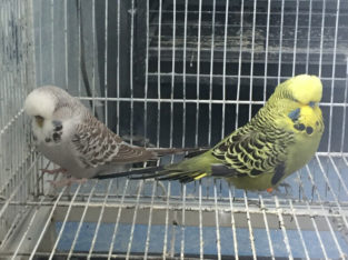 English Budgies