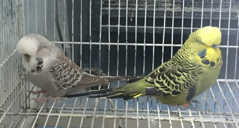 English Budgies