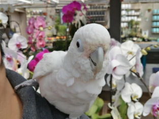 White Goffin Cockatoo, Female Adult, Healthy & Tame For Sale