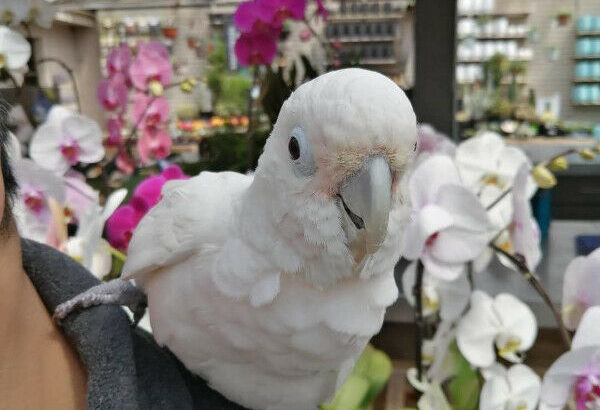 White Goffin Cockatoo, Female Adult, Healthy & Tame For Sale