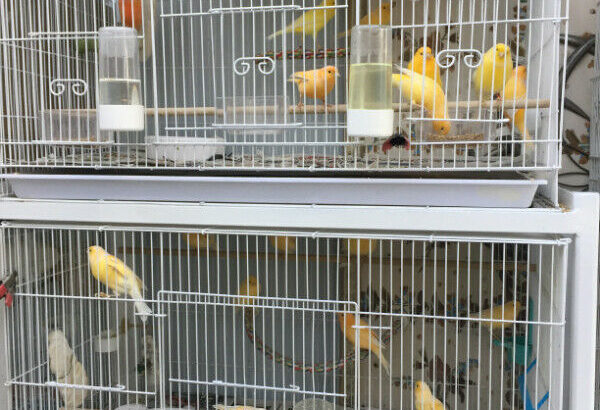 Bird flight or breeding Cage
