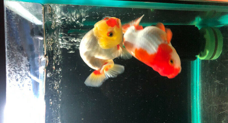 Ranchu Goldfish