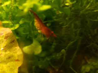 Cherry shrimp for sale