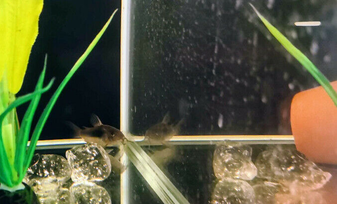 Fish to Good Homes (Danio, Bronze Cory, Betta, ADF)