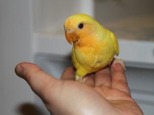 Hand-fed Orange-faced Lutino baby lovebird wants a new home!