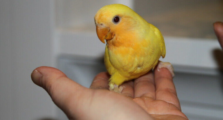 Hand-fed Orange-faced Lutino baby lovebird wants a new home!