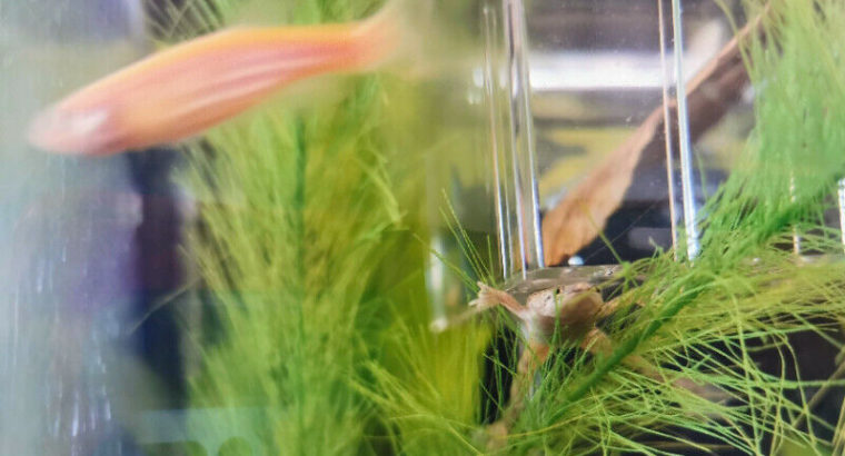 Fish to Good Homes (Danio, Bronze Cory, Betta, ADF)