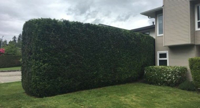 Hedge and Shrub Trimming Services