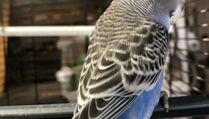 4 Young Budgies