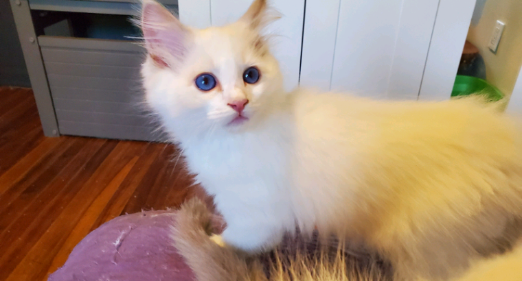 Male Bicolour Ragdolls – Neutered TICA Breeder