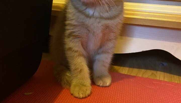 Beautiful Ginger Boy Kitten