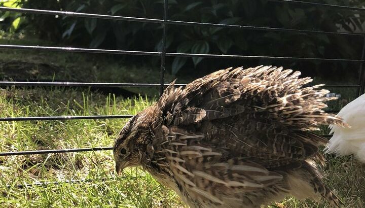 Quails For Sale