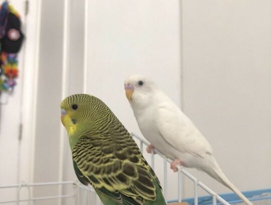 Pair Of Young Budgies SOLD