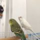 Pair Of Young Budgies SOLD