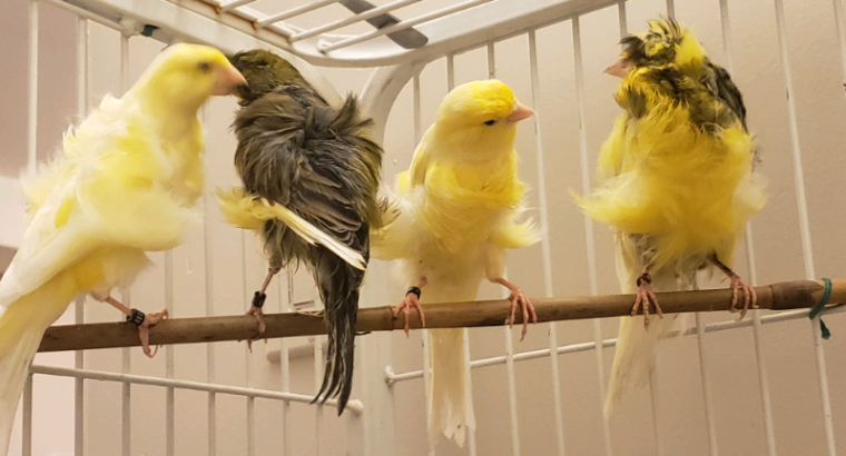 Dutch Frill canaries