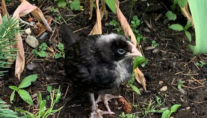 Found chick rehoming