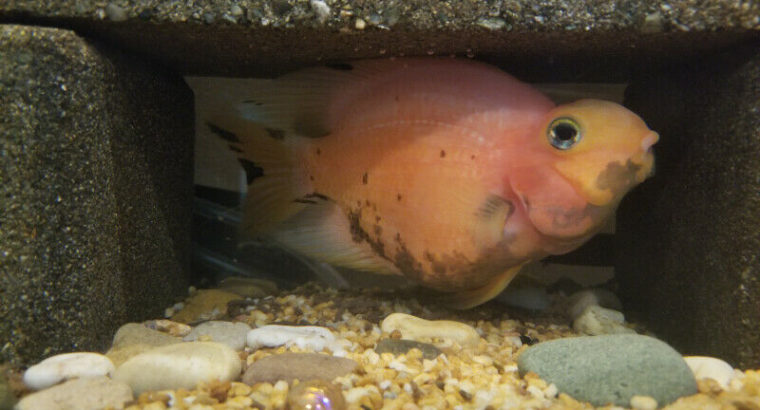 Red Parrot Fish