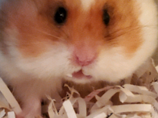 Wanted: Looking for used hamster supplies/toys!