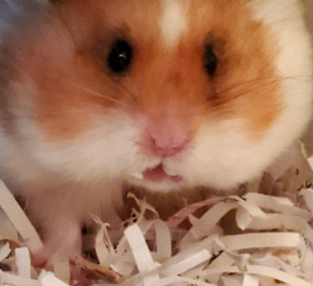Wanted: Looking for used hamster supplies/toys!