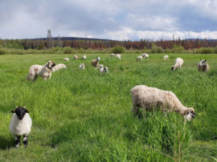 Fall Grass Fed Lamb